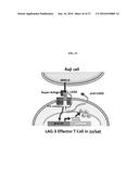 SYSTEMS AND METHODS FOR ASSESSING MODULATORS OF IMMUNE CHECKPOINTS diagram and image