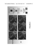 METHODS FOR DETECTING A  OLIGOMERS diagram and image