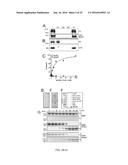 MODULATING BACTERIAL MAM POLYPEPTIDES IN PATHOGENIC DISEASE diagram and image