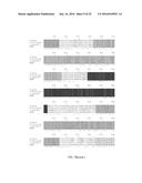 MODULATING BACTERIAL MAM POLYPEPTIDES IN PATHOGENIC DISEASE diagram and image