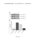 MODULATING BACTERIAL MAM POLYPEPTIDES IN PATHOGENIC DISEASE diagram and image