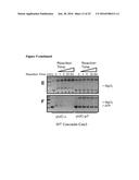 MODIFIED CASCADE RIBONUCLEOPROTEINS AND USES THEREOF diagram and image