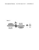 MODIFIED CASCADE RIBONUCLEOPROTEINS AND USES THEREOF diagram and image