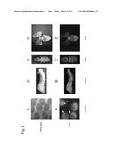 EXOGENOUS GENE EXPRESSION VECTOR, TRANSFORMANT DISCRIMINATION MARKER, AND     TRANSFORMANT diagram and image