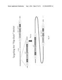 Animal Models and Therapeutic Molecules diagram and image