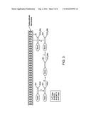 Non-Mammalian RAS Transgenic Animal Model diagram and image