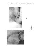 Volatile Organic Compound Formulations Having Antimicrobial Activity diagram and image