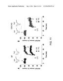 COMPOSITIONS, METHODS OF USE, AND METHODS OF TREATMENT diagram and image