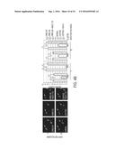 RAB7L1 INTERACTS WITH LRRK2 TO MODIFY INTRANEURONAL PROTEIN SORTING AND     PARKINSON S DISEASE RISK diagram and image