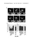 RAB7L1 INTERACTS WITH LRRK2 TO MODIFY INTRANEURONAL PROTEIN SORTING AND     PARKINSON S DISEASE RISK diagram and image