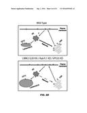 RAB7L1 INTERACTS WITH LRRK2 TO MODIFY INTRANEURONAL PROTEIN SORTING AND     PARKINSON S DISEASE RISK diagram and image