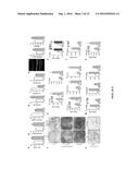 OREXIN-CONTROL OF BONE FORMATION AND LOSS diagram and image