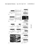 OREXIN-CONTROL OF BONE FORMATION AND LOSS diagram and image