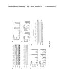 OREXIN-CONTROL OF BONE FORMATION AND LOSS diagram and image