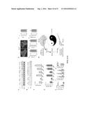 OREXIN-CONTROL OF BONE FORMATION AND LOSS diagram and image