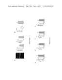 OREXIN-CONTROL OF BONE FORMATION AND LOSS diagram and image