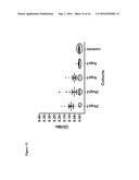 COMPOSITIONS AND METHODS FOR PROPHYLAXIS AND THERAPY OF CLOSTRIDIUM     DIFFICILE INFECTION diagram and image