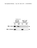 NERVE REGENERATING OR NERVE GROWTH-PROMOTING PHARMACEUTICAL COMPOSITION     CONTAINING VAX PROTEIN AS ACTIVE INGREDIENT diagram and image