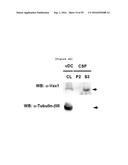 NERVE REGENERATING OR NERVE GROWTH-PROMOTING PHARMACEUTICAL COMPOSITION     CONTAINING VAX PROTEIN AS ACTIVE INGREDIENT diagram and image