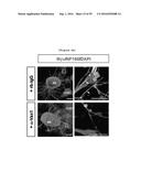 NERVE REGENERATING OR NERVE GROWTH-PROMOTING PHARMACEUTICAL COMPOSITION     CONTAINING VAX PROTEIN AS ACTIVE INGREDIENT diagram and image