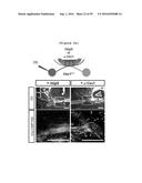 NERVE REGENERATING OR NERVE GROWTH-PROMOTING PHARMACEUTICAL COMPOSITION     CONTAINING VAX PROTEIN AS ACTIVE INGREDIENT diagram and image