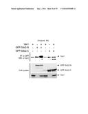 NERVE REGENERATING OR NERVE GROWTH-PROMOTING PHARMACEUTICAL COMPOSITION     CONTAINING VAX PROTEIN AS ACTIVE INGREDIENT diagram and image