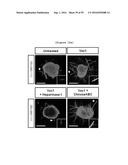 NERVE REGENERATING OR NERVE GROWTH-PROMOTING PHARMACEUTICAL COMPOSITION     CONTAINING VAX PROTEIN AS ACTIVE INGREDIENT diagram and image