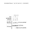 NERVE REGENERATING OR NERVE GROWTH-PROMOTING PHARMACEUTICAL COMPOSITION     CONTAINING VAX PROTEIN AS ACTIVE INGREDIENT diagram and image