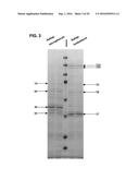 COMPOSITIONS AND METHODS FOR DETECTING, TREATING, AND PROTECTING AGAINST     FUSOBACTERIUM INFECTION diagram and image