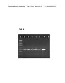 COMPOSITIONS AND METHODS FOR DETECTING, TREATING, AND PROTECTING AGAINST     FUSOBACTERIUM INFECTION diagram and image