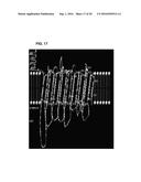 COMPOSITIONS AND METHODS FOR DETECTING, TREATING, AND PROTECTING AGAINST     FUSOBACTERIUM INFECTION diagram and image