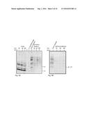 Lipid Co-factor Essential for Cell Density Signaling diagram and image