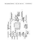 HIGH AFFINITY ADAPTOR MOLECULES FOR REDIRECTING ANTIBODY SPECIFITY diagram and image