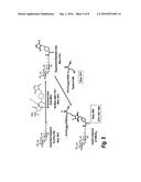 HIGH AFFINITY ADAPTOR MOLECULES FOR REDIRECTING ANTIBODY SPECIFITY diagram and image