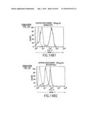 NOVEL RECEPTOR TREM (TRIGGERING RECEPTOR EXPRESSED ON MYELOID CELLS) AND     USES THEREOF diagram and image