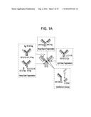 ANTIBODY PURIFICATION diagram and image