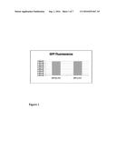 SITE SPECIFICALLY INCORPORATED INITIATOR FOR GROWTH OF POLYMERS FROM     PROTEINS diagram and image