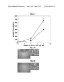 CULTURE METHOD FOR PLURIPOTENT STEM CELLS, CULTURE KIT, AND MEDIUM FOR     PLURIPOTENT STEM CELL CULTURE diagram and image