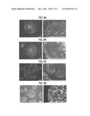 CULTURE METHOD FOR PLURIPOTENT STEM CELLS, CULTURE KIT, AND MEDIUM FOR     PLURIPOTENT STEM CELL CULTURE diagram and image