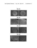 CULTURE METHOD FOR PLURIPOTENT STEM CELLS, CULTURE KIT, AND MEDIUM FOR     PLURIPOTENT STEM CELL CULTURE diagram and image