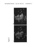 Differentiation and Enrichment of Islet-like Cells From Human Pluripotent     Stem Cells diagram and image