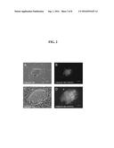 COMPOSITIONS AND METHODS FOR REPROGRAMMING EUKARYOTIC CELLS diagram and image