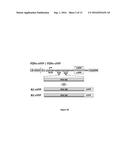 METHODS AND MOLECULES FOR SUPPRESSION OF RNA SILENCING diagram and image