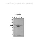 RECOMBINANT PRODUCTION OF STEVIOL GLYCOSIDES diagram and image