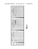 THERAPEUTIC NUCLEASE-ALBUMIN FUSIONS AND METHODS diagram and image