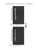 THERAPEUTIC NUCLEASE-ALBUMIN FUSIONS AND METHODS diagram and image