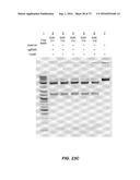 Compositions And Methods Of Nucleic Acid-Targeting Nucleic Acids diagram and image