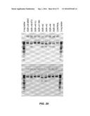 Compositions And Methods Of Nucleic Acid-Targeting Nucleic Acids diagram and image