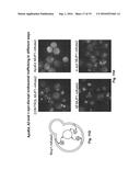 CELLS EXPRESSING APOLIPOPROTEIN E AND USES THEREOF diagram and image