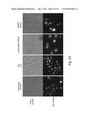 CELLS EXPRESSING APOLIPOPROTEIN E AND USES THEREOF diagram and image